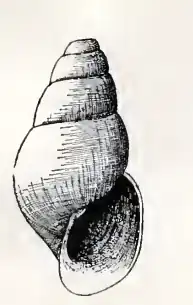 Odostomia esilda
