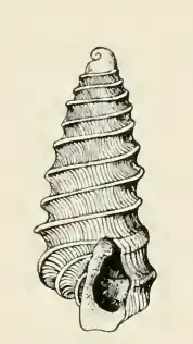 Odostomia exarata