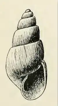 Odostomia farallonensis