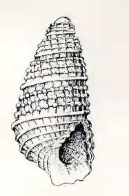 Odostomia fasciata