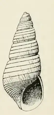 Odostomia fetella