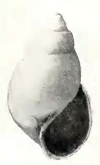 Odostomia franciscana