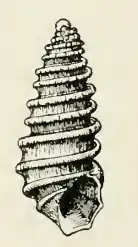 Odostomia galapagensis
