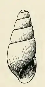 Odostomia granadensis