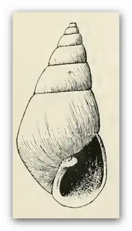 Odostomia gravida