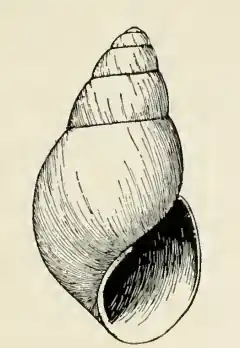 Odostomia hagemeisteri