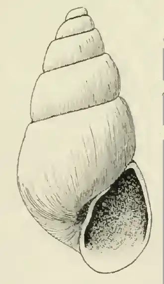 Odostomia helena