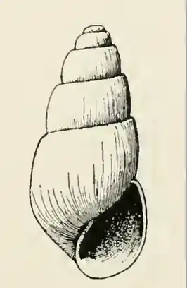 Odostomia herilda