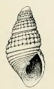 Odostomia hipolitensis