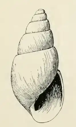 Odostomia iliuliukensis