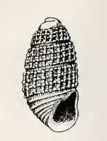 Odostomia inconspicua