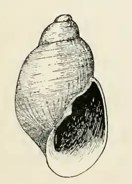 Odostomia inflata