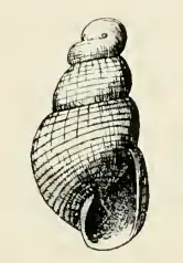 Odostomia intermedia
