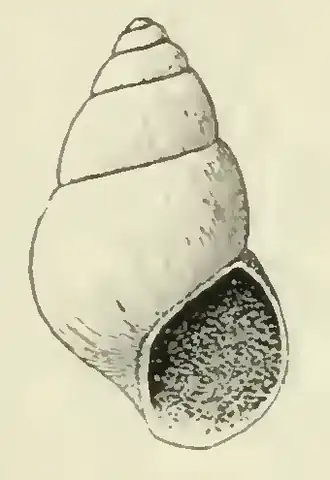 Odostomia kelseyi