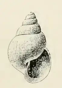 Odostomia kennerleyi
