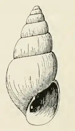 Odostomia krausei