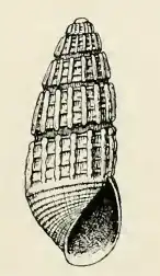Odostomia licina