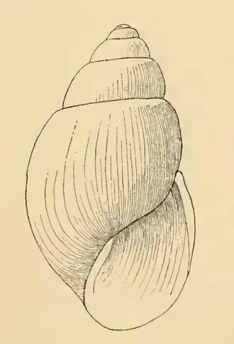 Odostomia martensi