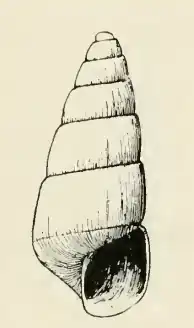 Odostomia minutissima