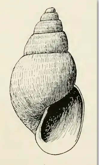 Odostomia moratora