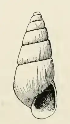 Odostomia nemo