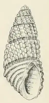 Odostomia nodosa