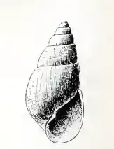 Odostomia nota