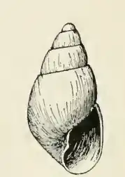 Odostomia nunivakensis