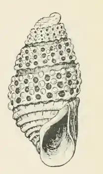 Odostomia oonisca