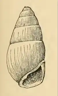 Odostomia panamensis