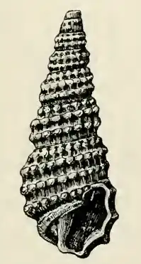 Odostomia pedroana
