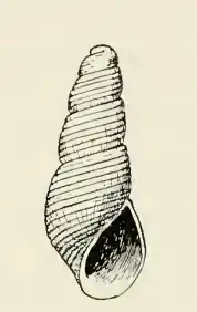 Odostomia pharcida