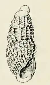 Odostomia photis