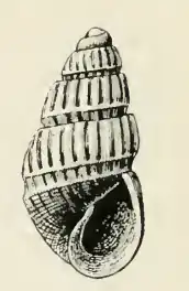 Odostomia poppei