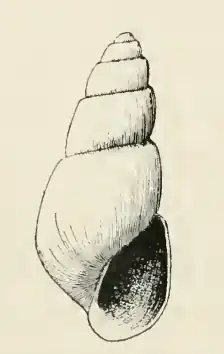 Odostomia profundicola