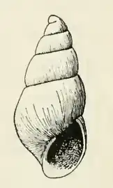 Odostomia resina