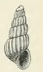 Odostomia richi