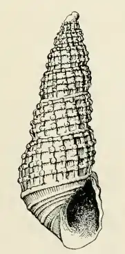 Odostomia ritteri