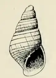 Odostomia sanctorum