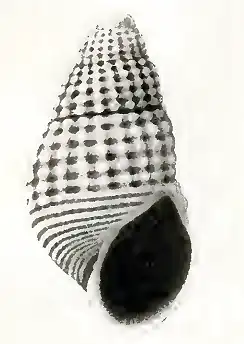 Odostomia santamariensis