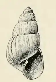 Odostomia satura