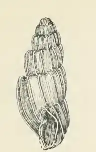 Odostomia scalariformis