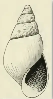 Odostomia skidegatensis