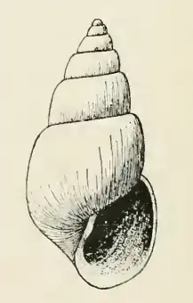 Odostomia talpa