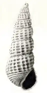Odostomia taravali