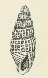 Odostomia telescopium