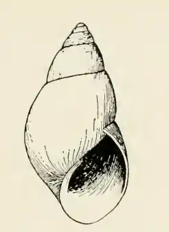 Odostomia tenuisculpta