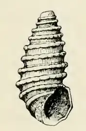 Odostomia terebellum