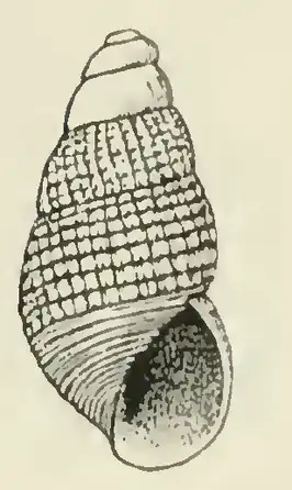 Odostomia thalia