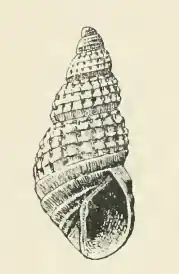 Odostomia trachis